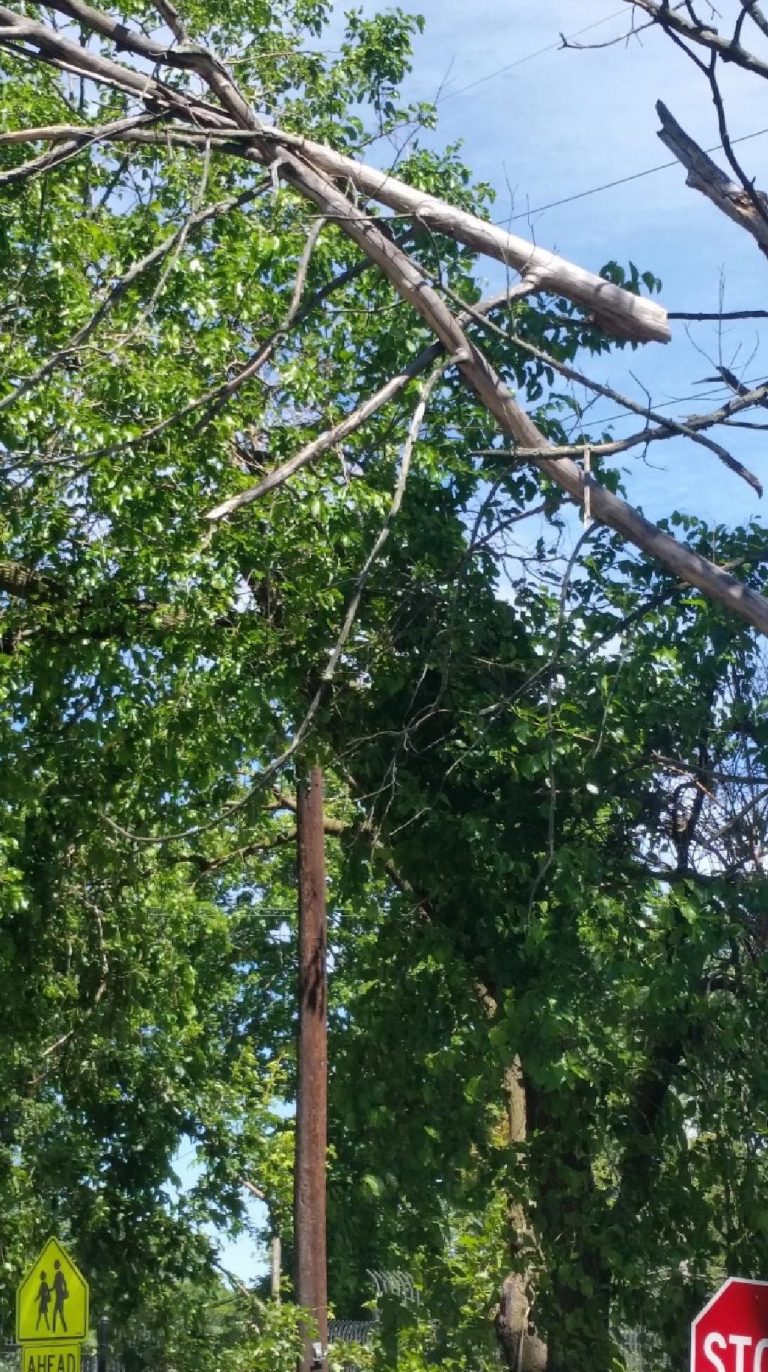 Loose tree limb removed after call by civic group