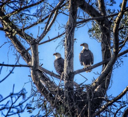 Bald eagles spotted at Great Neck South