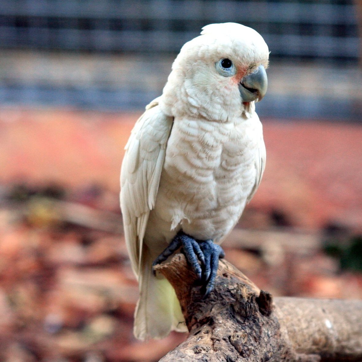 Mineola pet shop seeks return of stolen ‘exotic’ bird