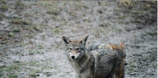 There will be a presentation hosted by the Wild Dog Foundation on coyotes. (Photo courtesy of the Great Neck Park District)