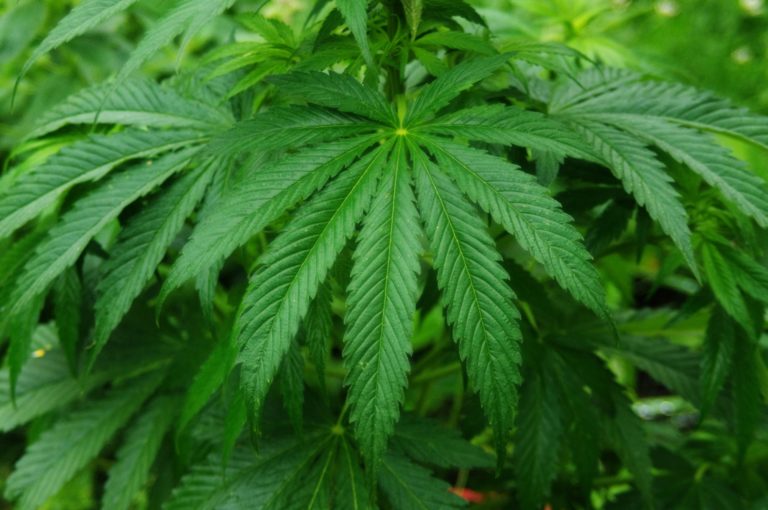 Marijuana ballot initiatives in three states won Tuesday