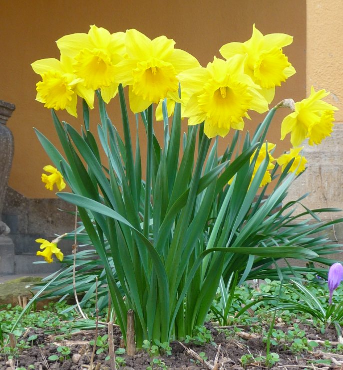 Great Neck Park District accepts gift of over 100 daffodils