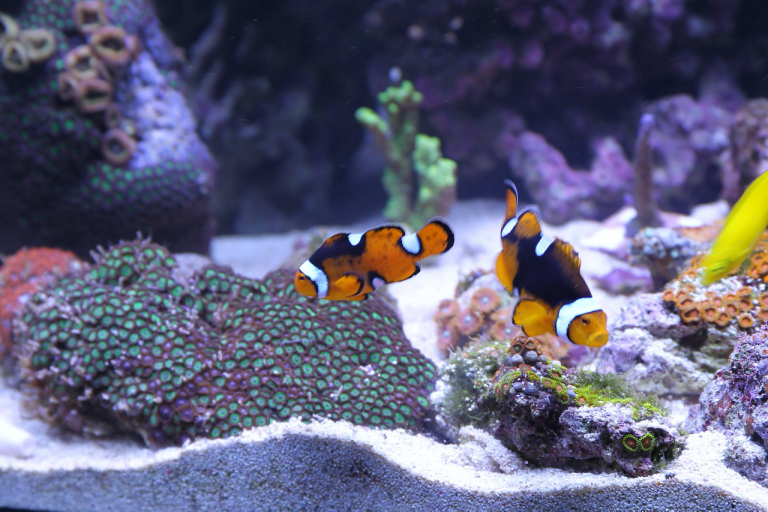 Add-ons You Can Get For Your Aquarium To Make It Better